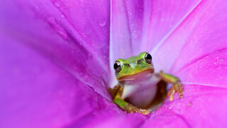 JapaneseTreeFrog_EN-US6527297660.jpg