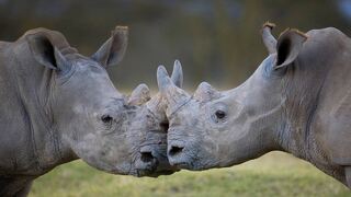 RhinosKenya_EN-US7514650014.jpg